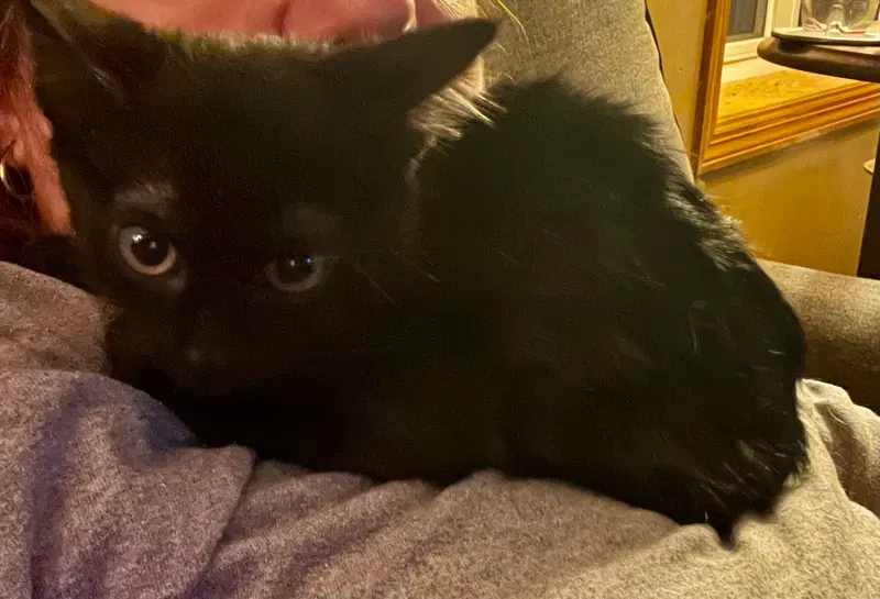 Little Man, photo 3