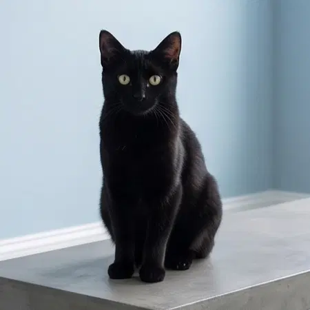 Batman, a male kitten up for adoption