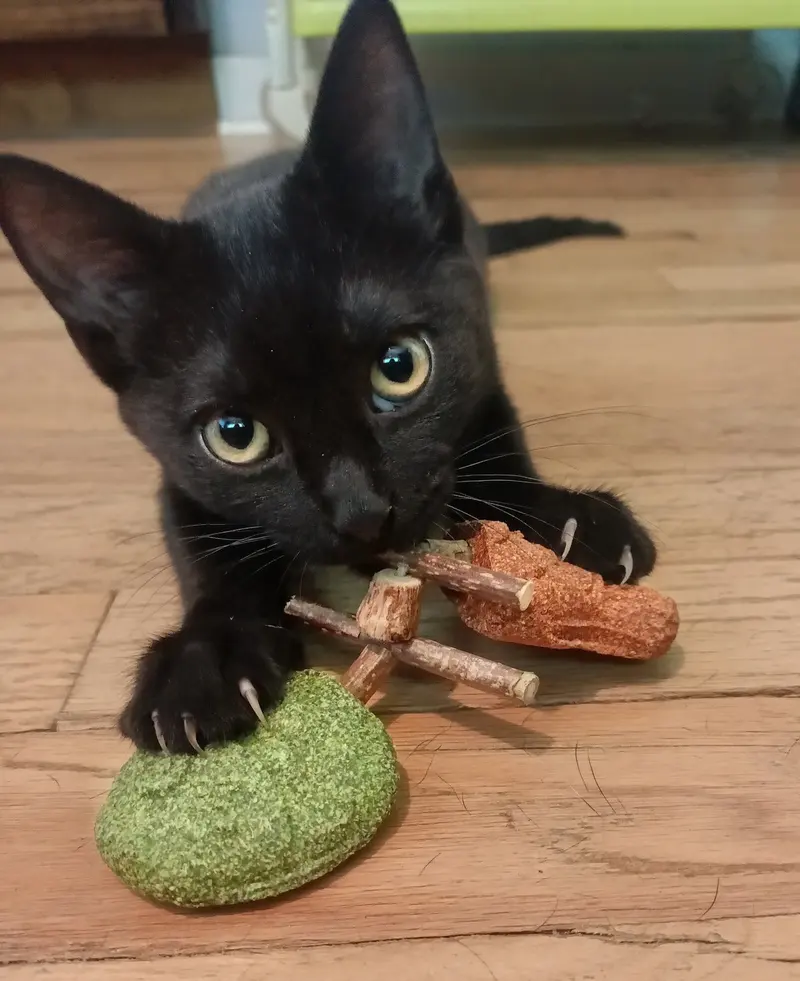 Salem, a female kitten up for adoption