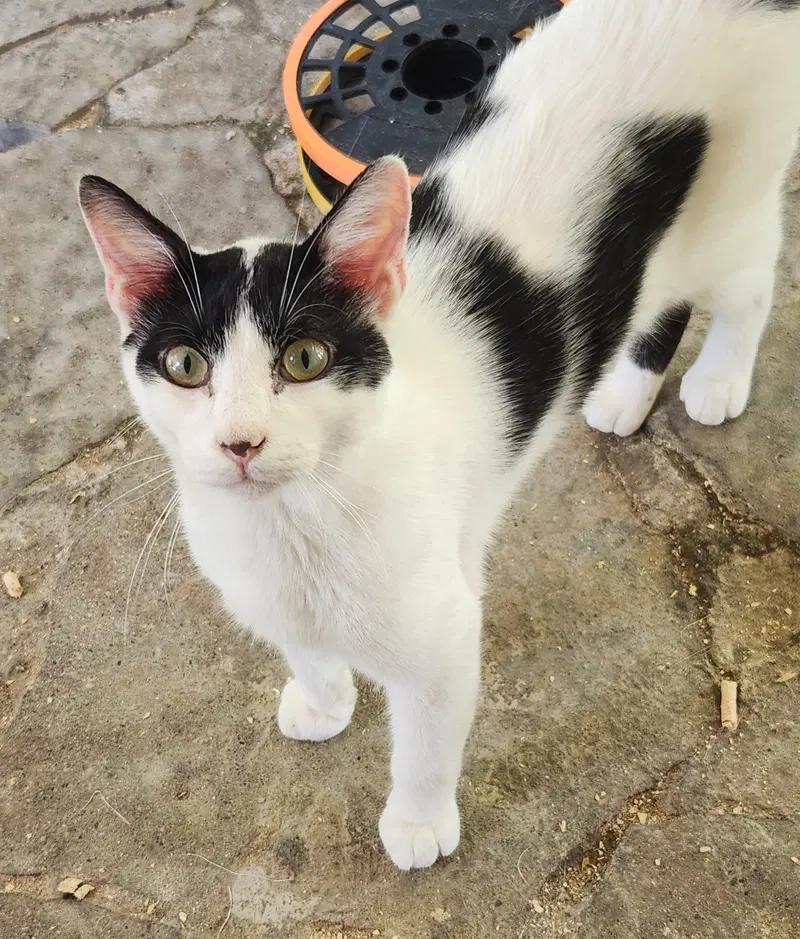 Cowboy, a male cat up for adoption