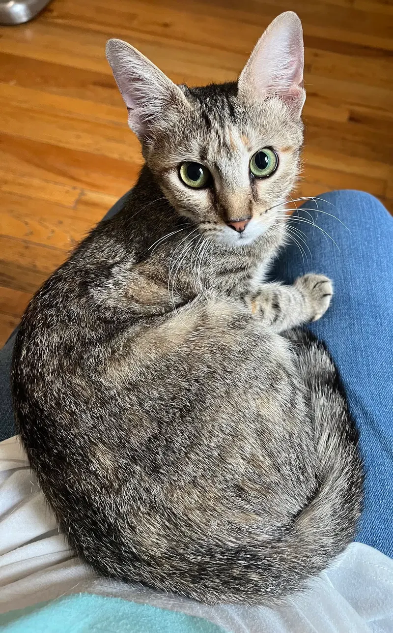 Fig, a young female Egyptian Mau cat up for adoption