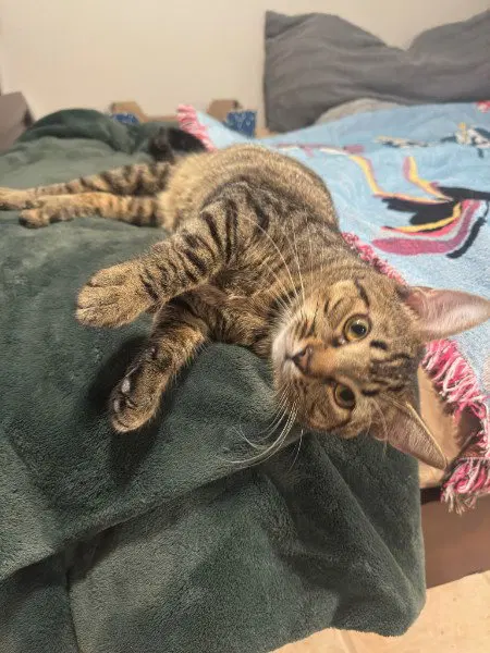 Teddy Bear, a young male cat up for adoption