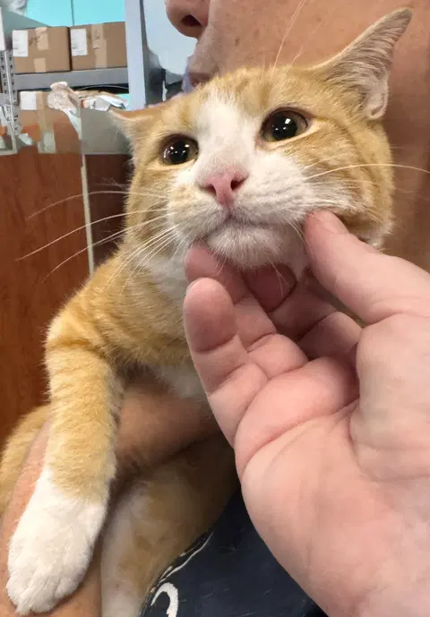 Watch the video of Oj
