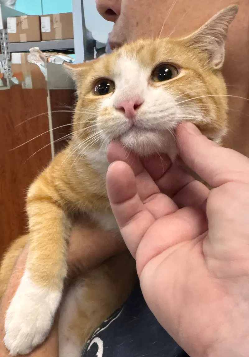 Oj, a male kitten up for adoption