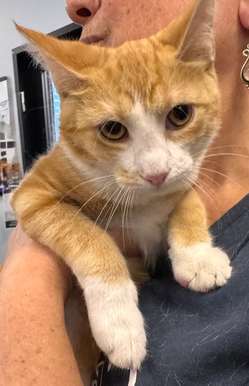 Oj, photo 3