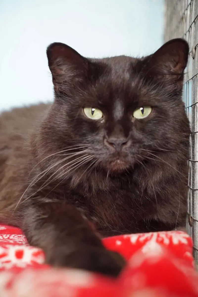 Kerfluffle, an adult male cat up for adoption