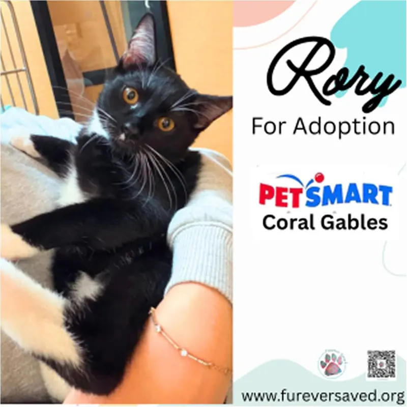 Rory, a female kitten up for adoption