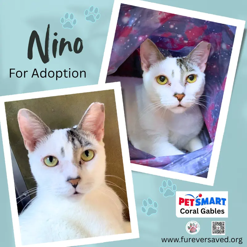 Nino, a young male cat up for adoption