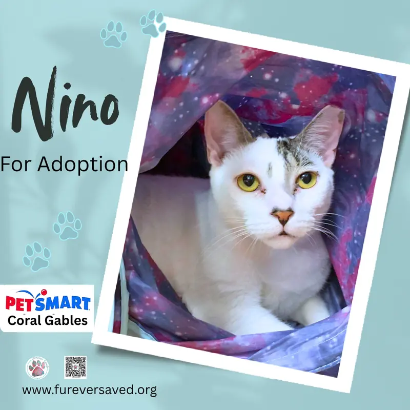 Nino, photo 2