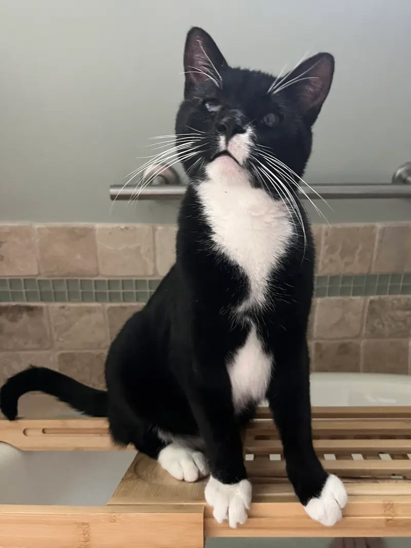 Nicky, an adult male cat up for adoption