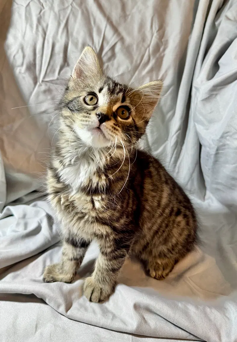 Luna, photo 4