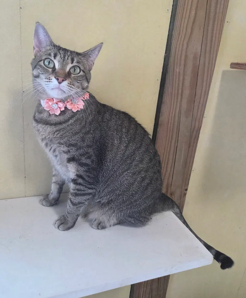 Ellie, an adult female cat up for adoption