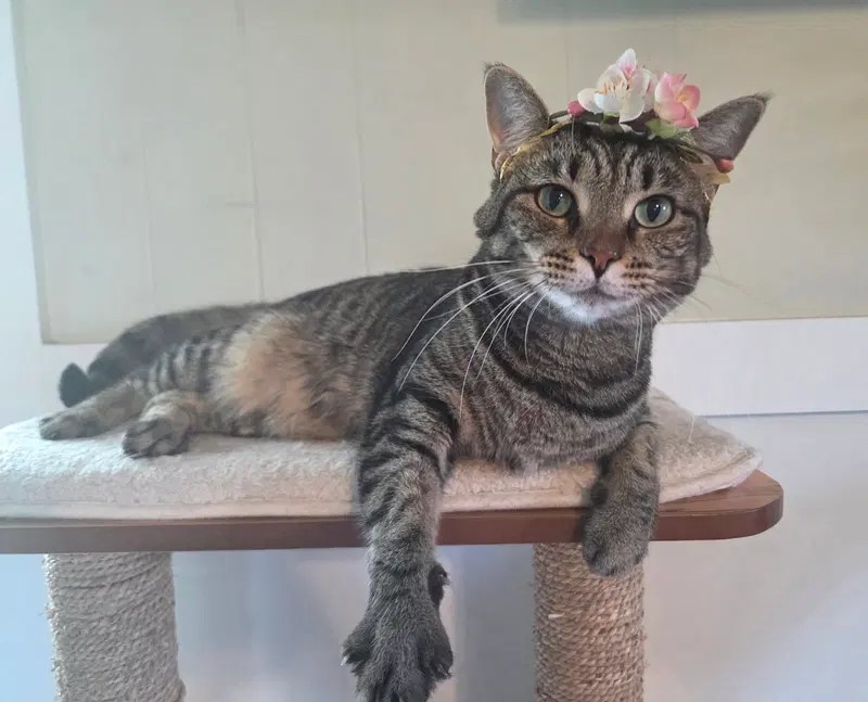 Gidgit, an adult female cat up for adoption
