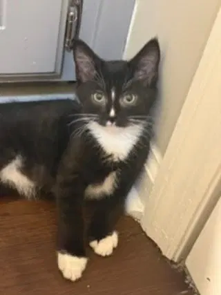 Kitten Master Goose, a male kitten up for adoption