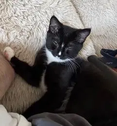 Kitten Master Goose, photo 2