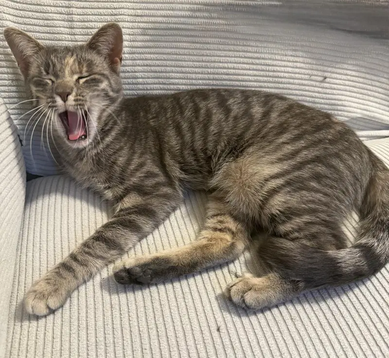 Iris, a young female cat up for adoption