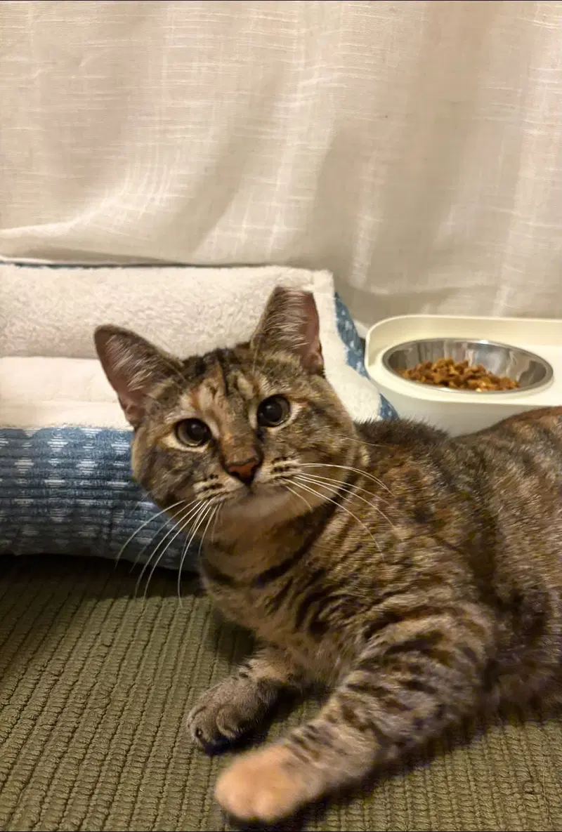 Nutmeg, photo 2