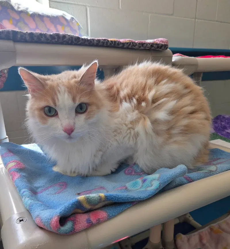 Pete, an adult male cat up for adoption