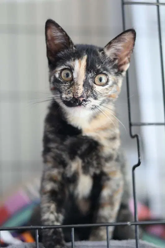 Bambi, a young female cat up for adoption