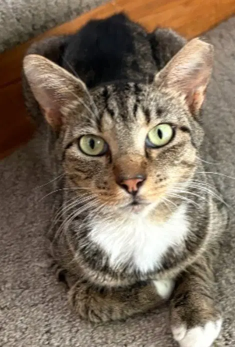 Sir Winston, an adult male cat up for adoption
