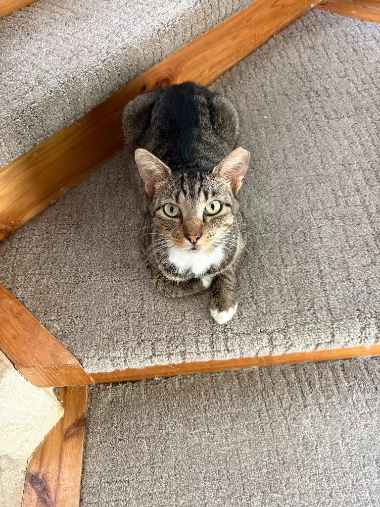 Sir Winston, photo 3