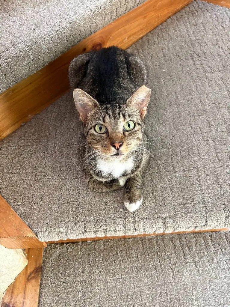 Sir Winston, photo 4