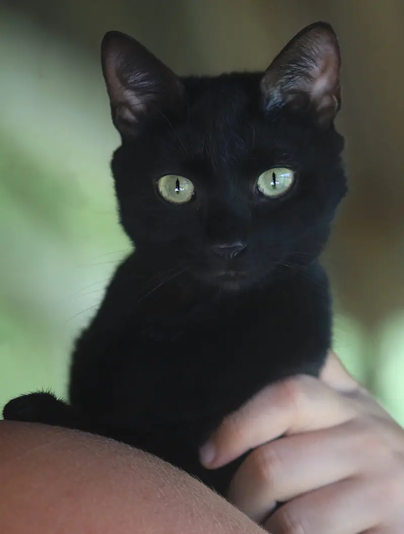 Utaweechie, a young female cat up for adoption