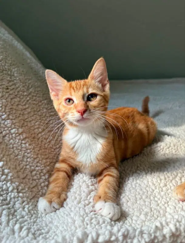 Tangerine and Squeaks, photo 4