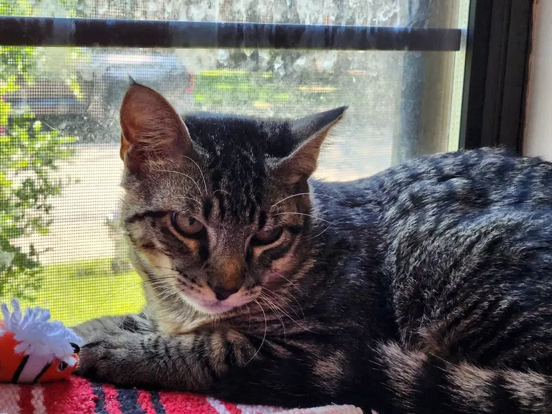 Jinx, photo 3