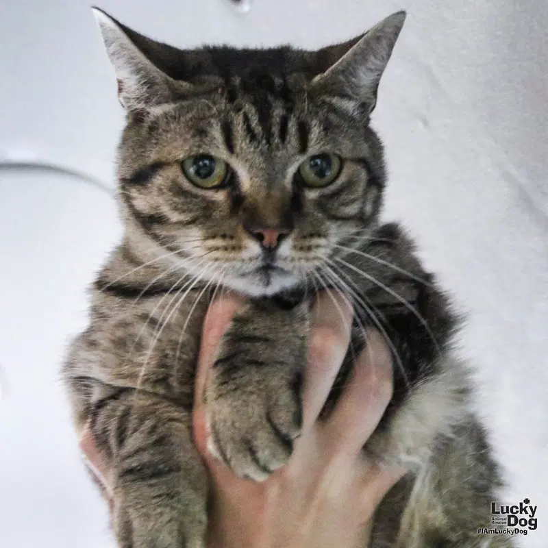 Twizzle, an adult female cat up for adoption