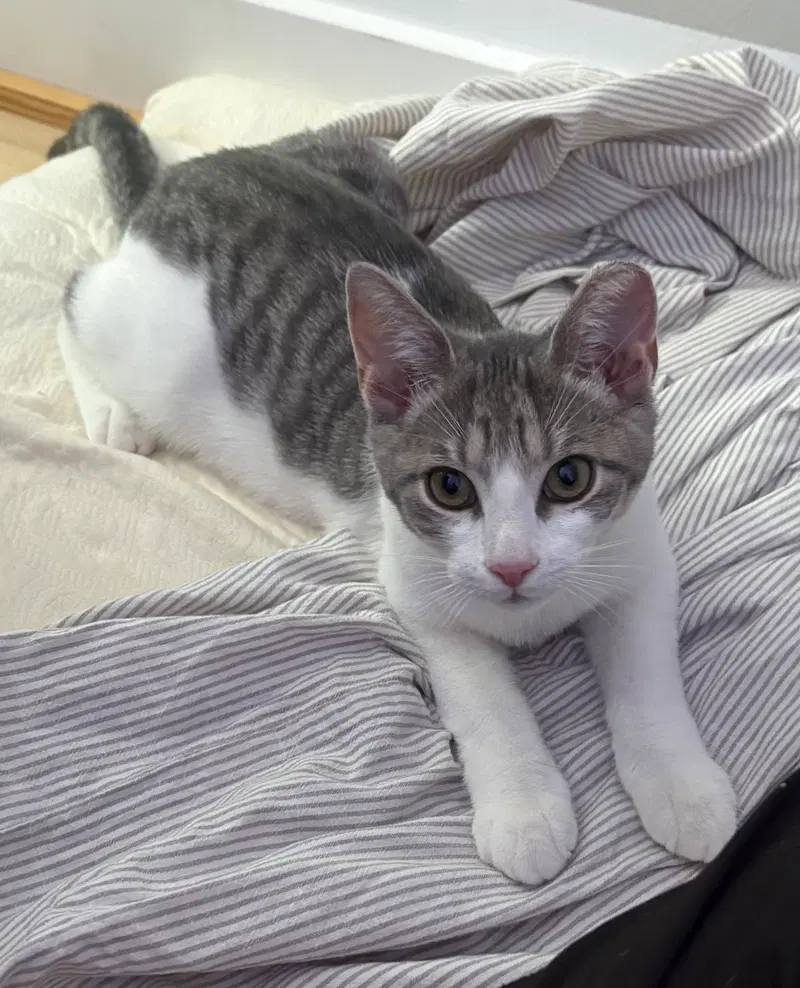 Clyde, photo 2