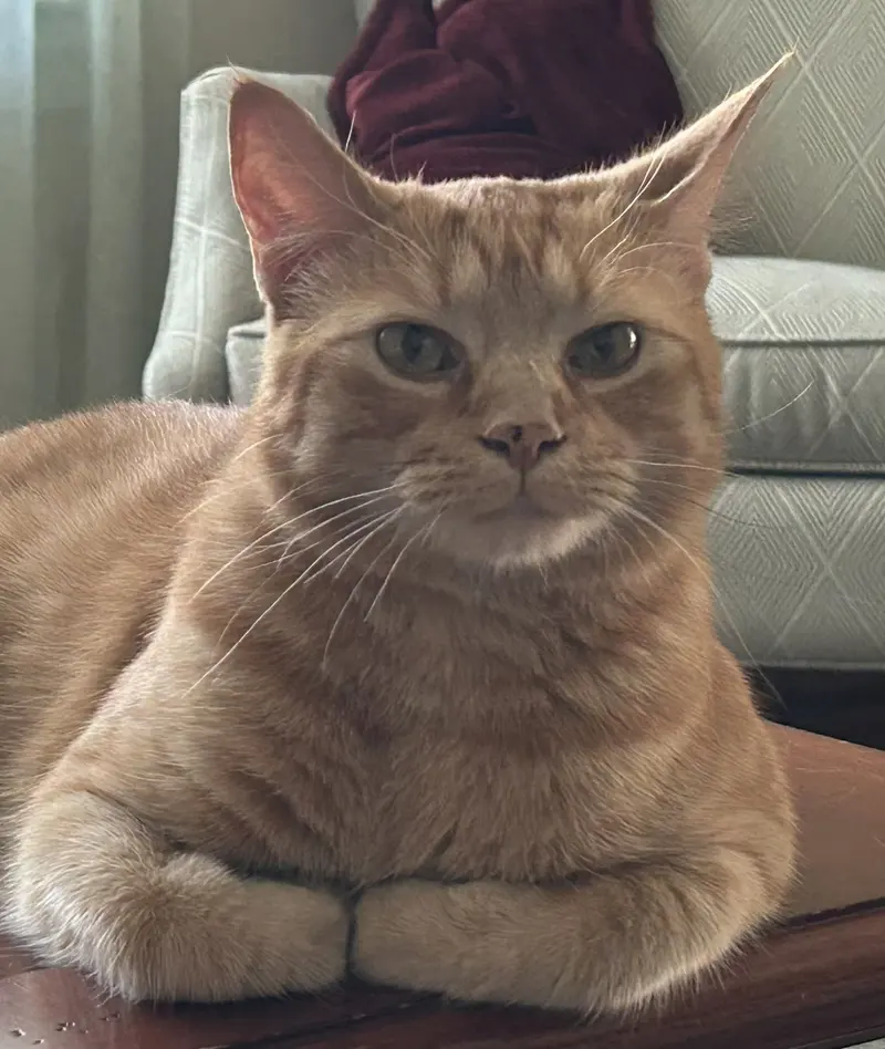 Baldur, an adult male cat up for adoption