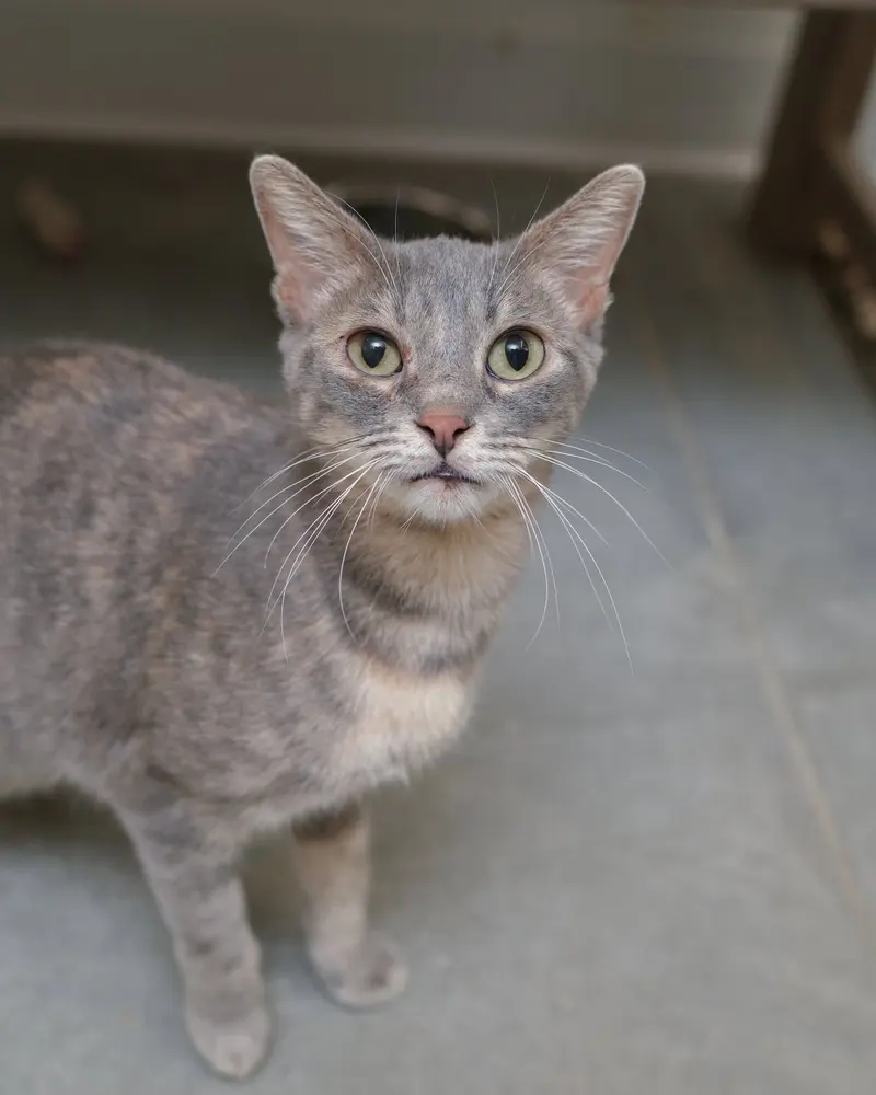 Gretchen, an adult female cat up for adoption