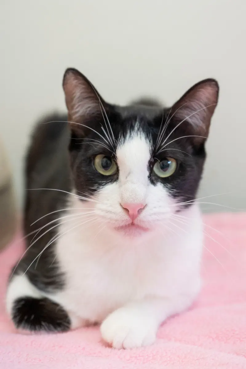 Regina, an adult female cat up for adoption