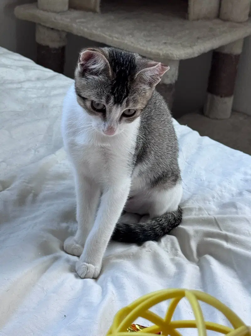 Precious, photo 3