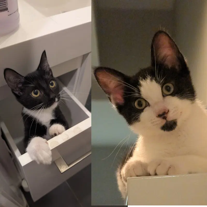 Fried Oreo & Noguchi, kittens up for adoption