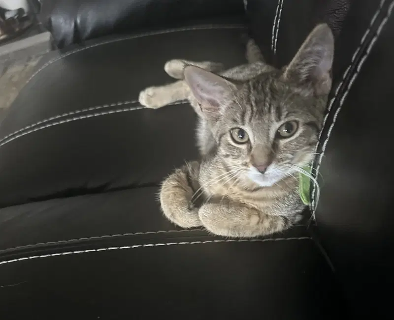 C328 Litter Meowjic, photo 2