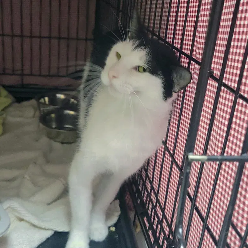 Waterpark, an adult female cat up for adoption