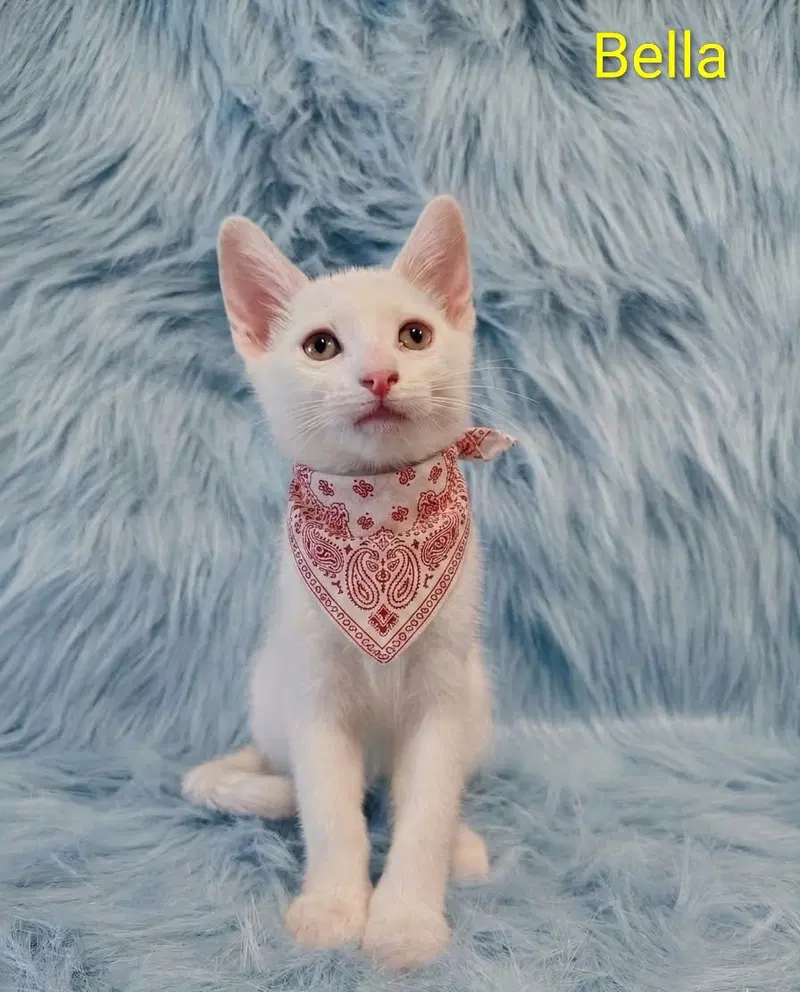 Bella, a young female cat up for adoption