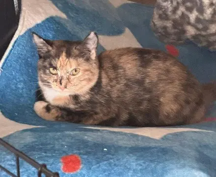 Cinnamon, photo 2