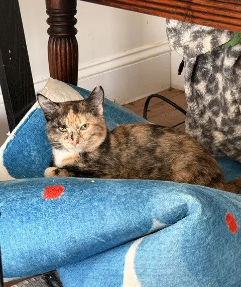 Cinnamon, photo 4