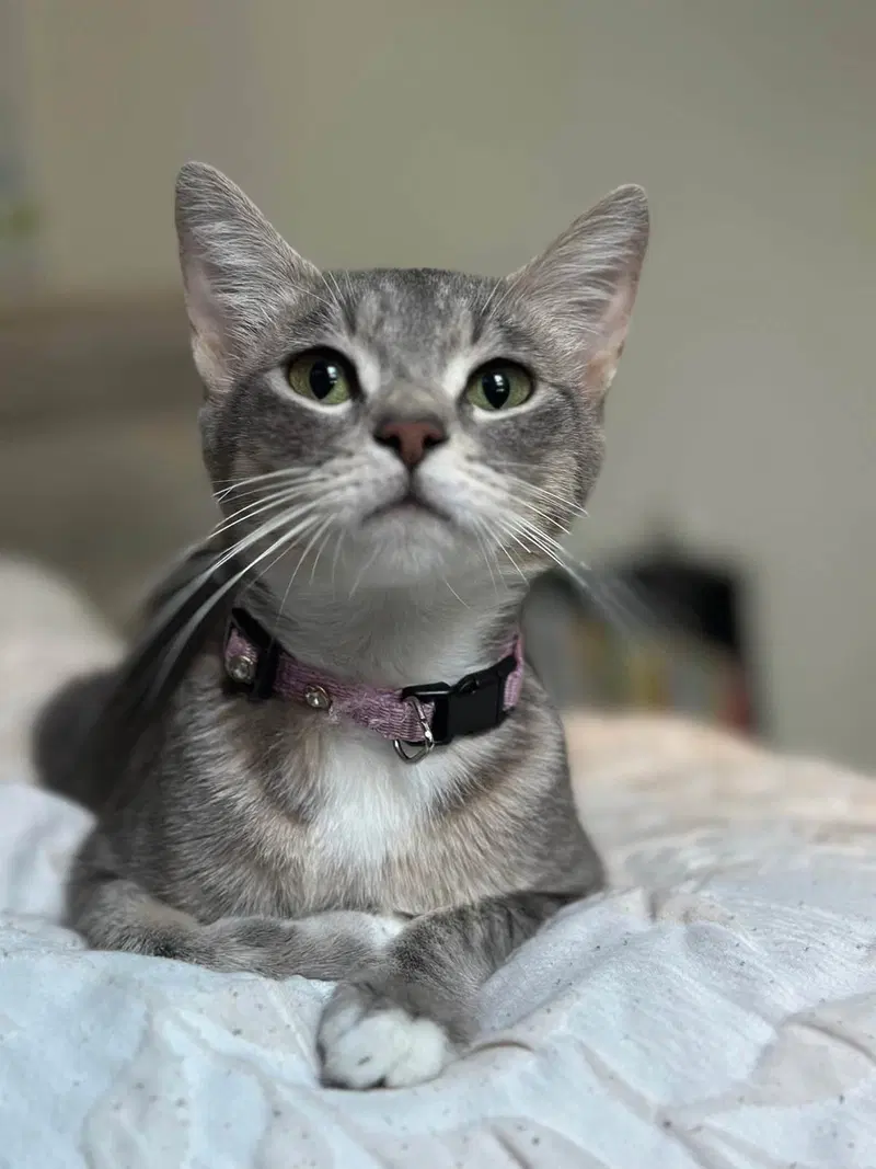 Ember, a young female Tabby cat up for adoption