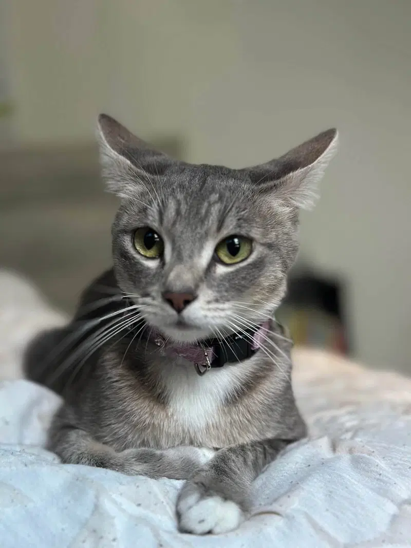 Ember, photo 2