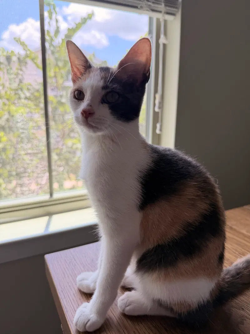 Isabella C, photo 4