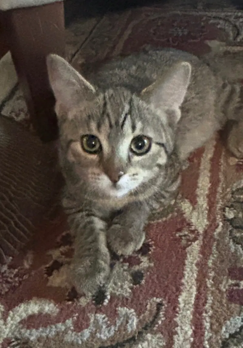 Snickers, photo 7