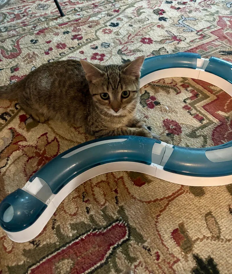 Snickers, photo 8
