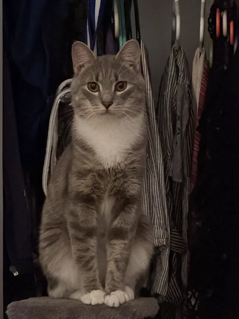Cashew, photo 2