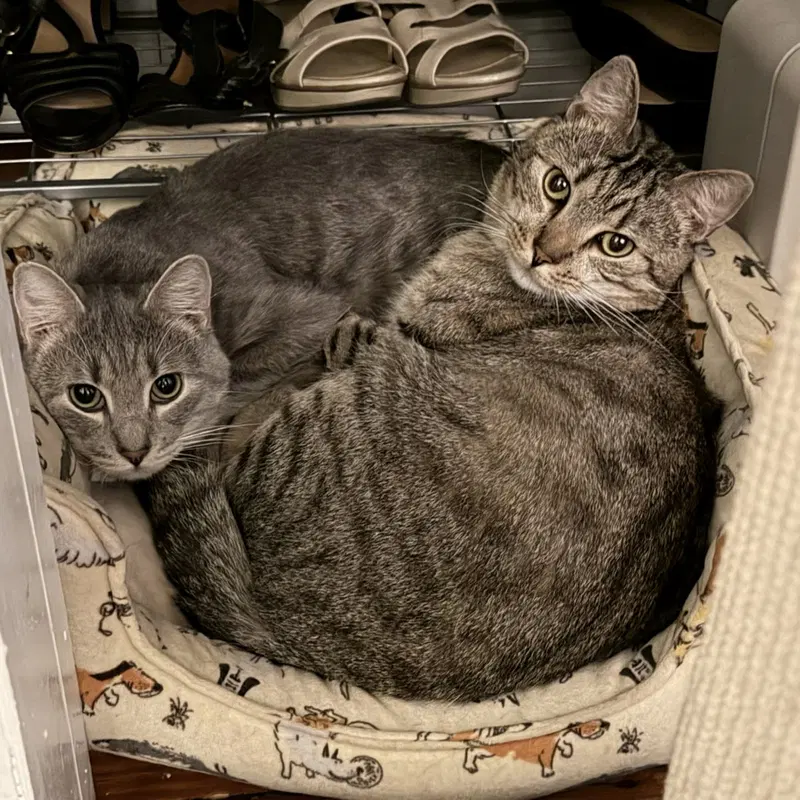 Cashew, photo 4