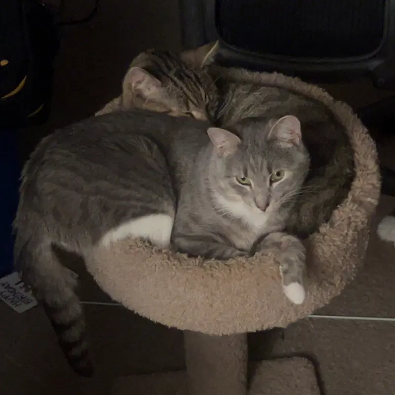 Cashew, photo 5