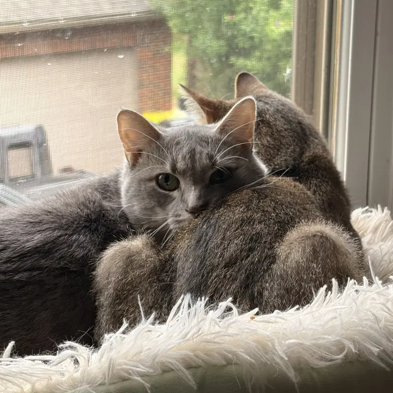 Cashew, photo 6
